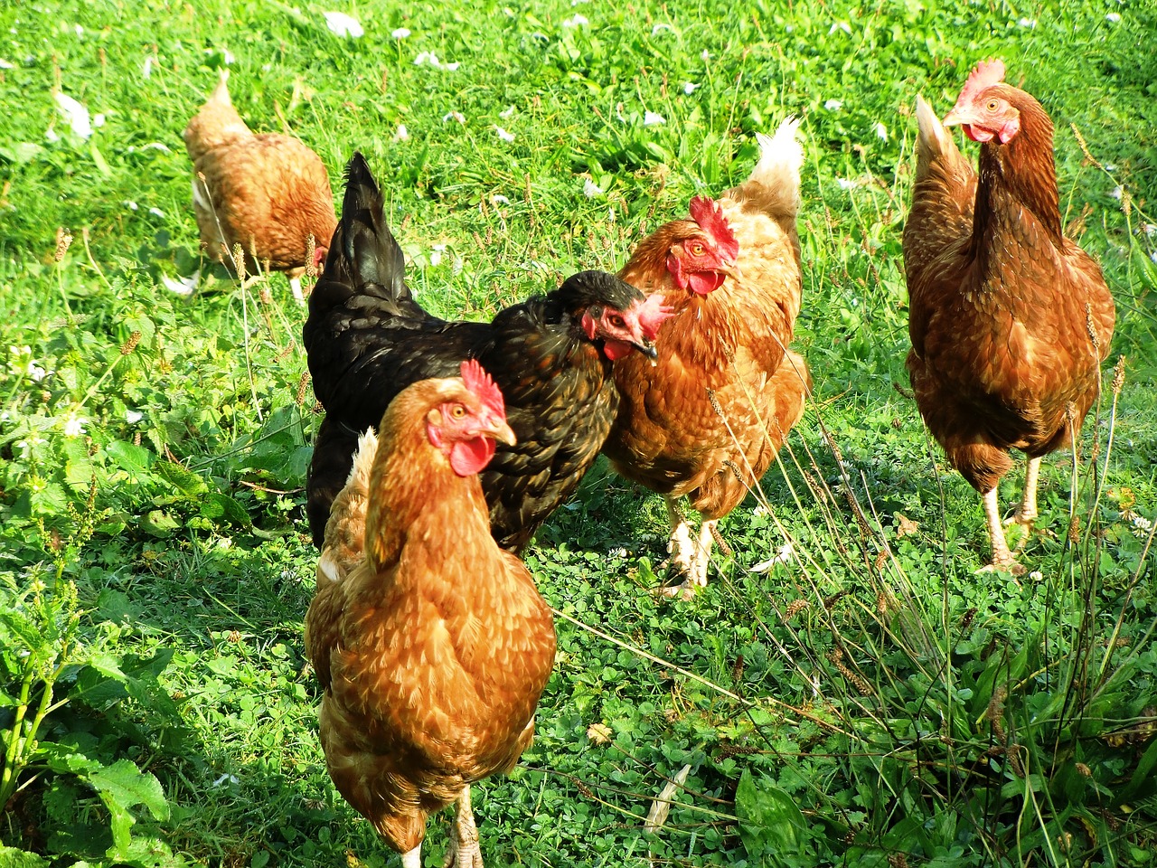 Original Desi Chicken