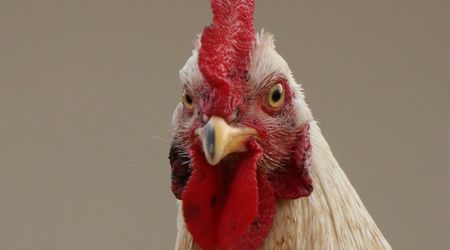 Live Chicken